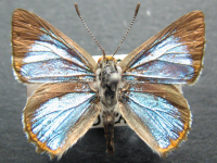 Hypochrysops halyaetus - Adult